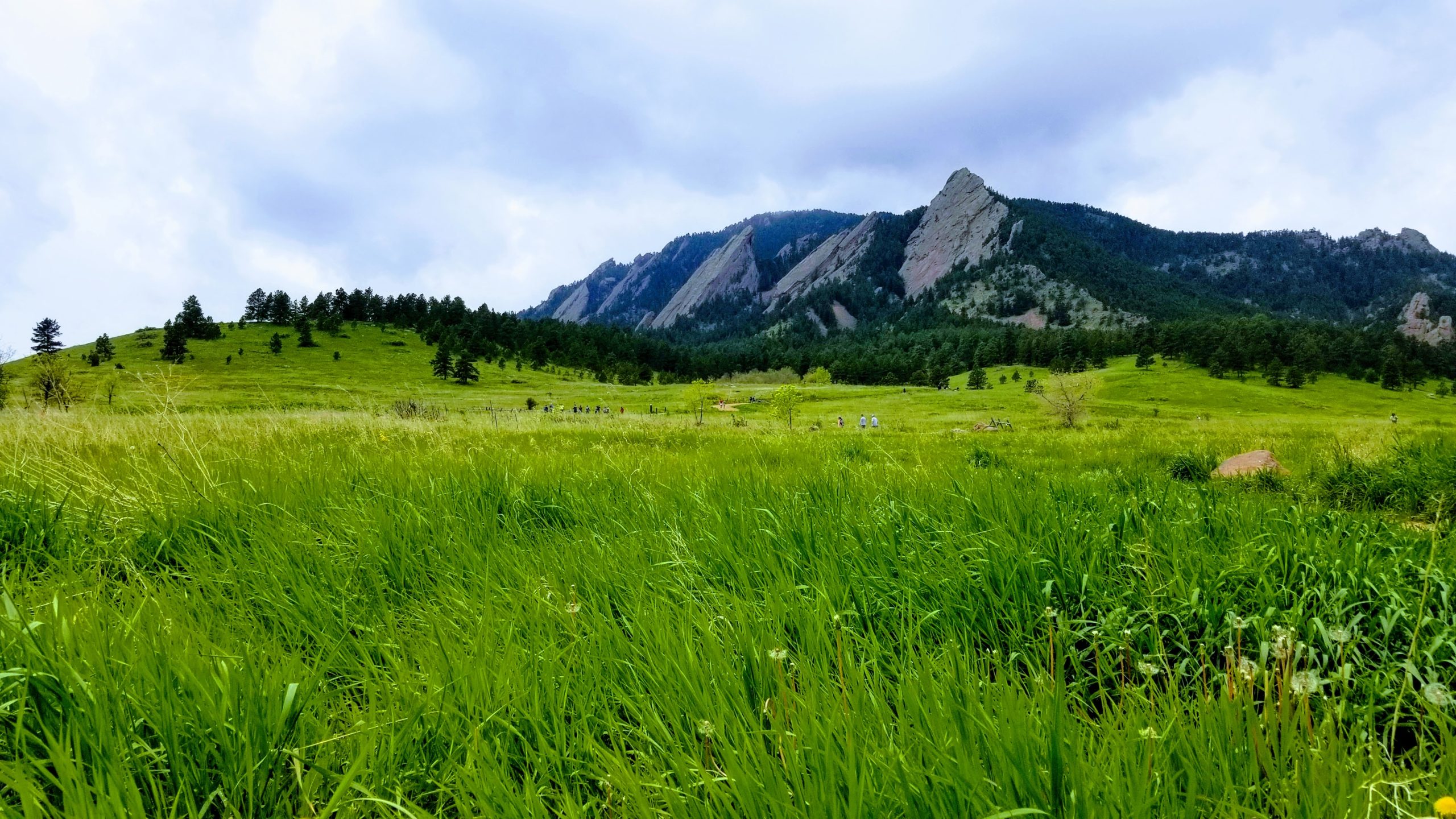 Prairie grassland in front of the Boulder Flatirons 