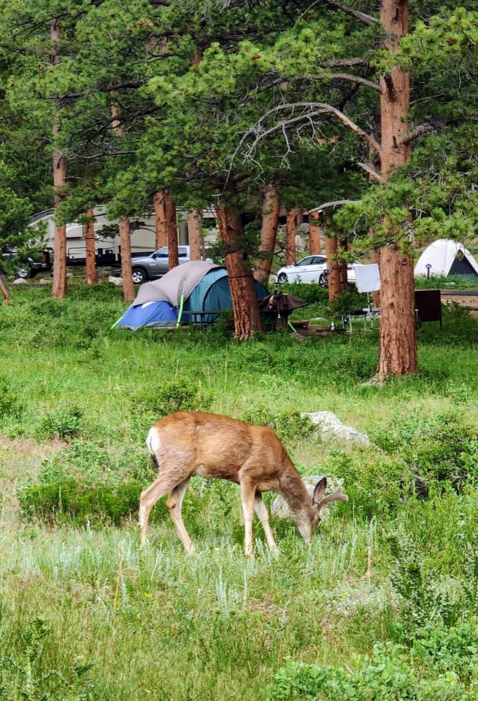 A deer eating grass in the middle of a campground 