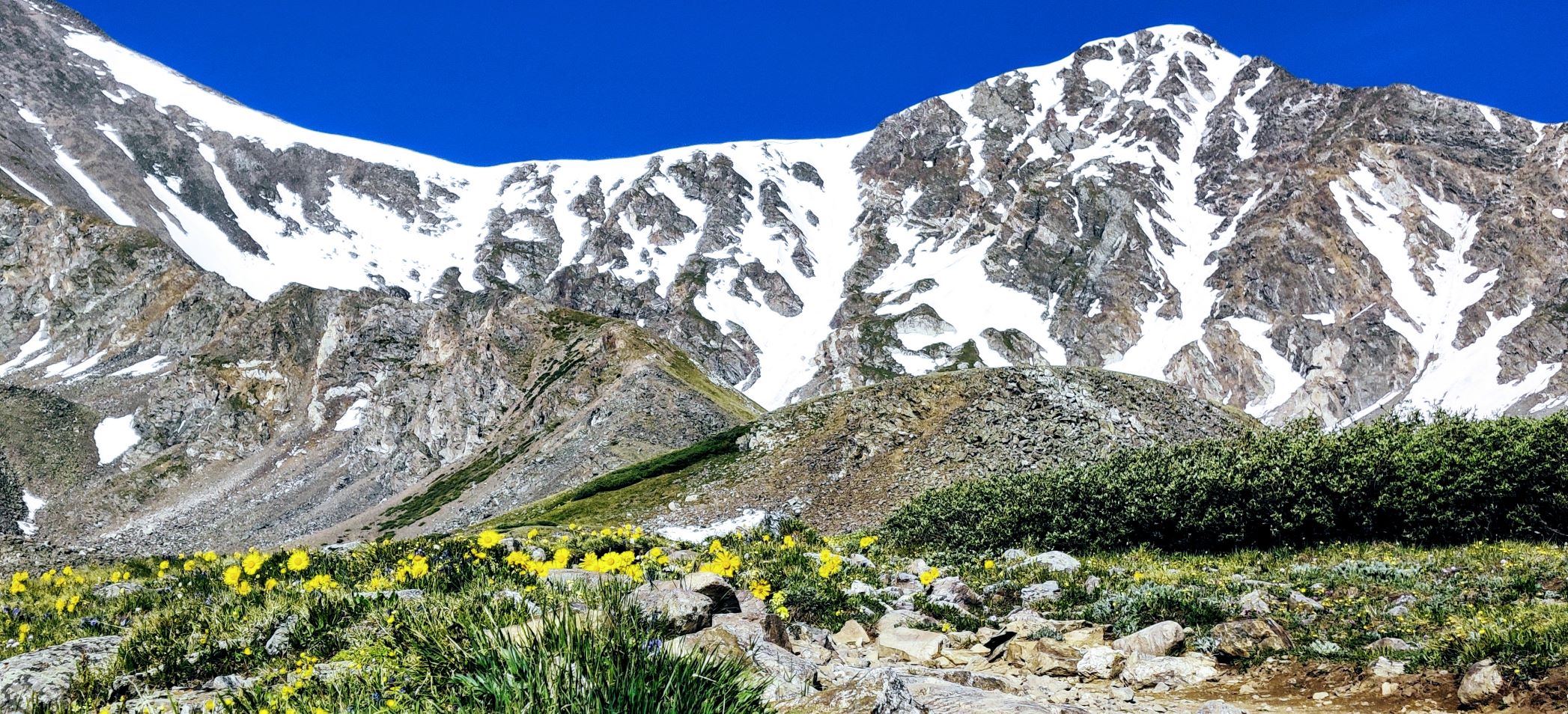 Two snow covered mountains 14,000 feet in elevation with yellow flowers in front and a deep blue sky above 