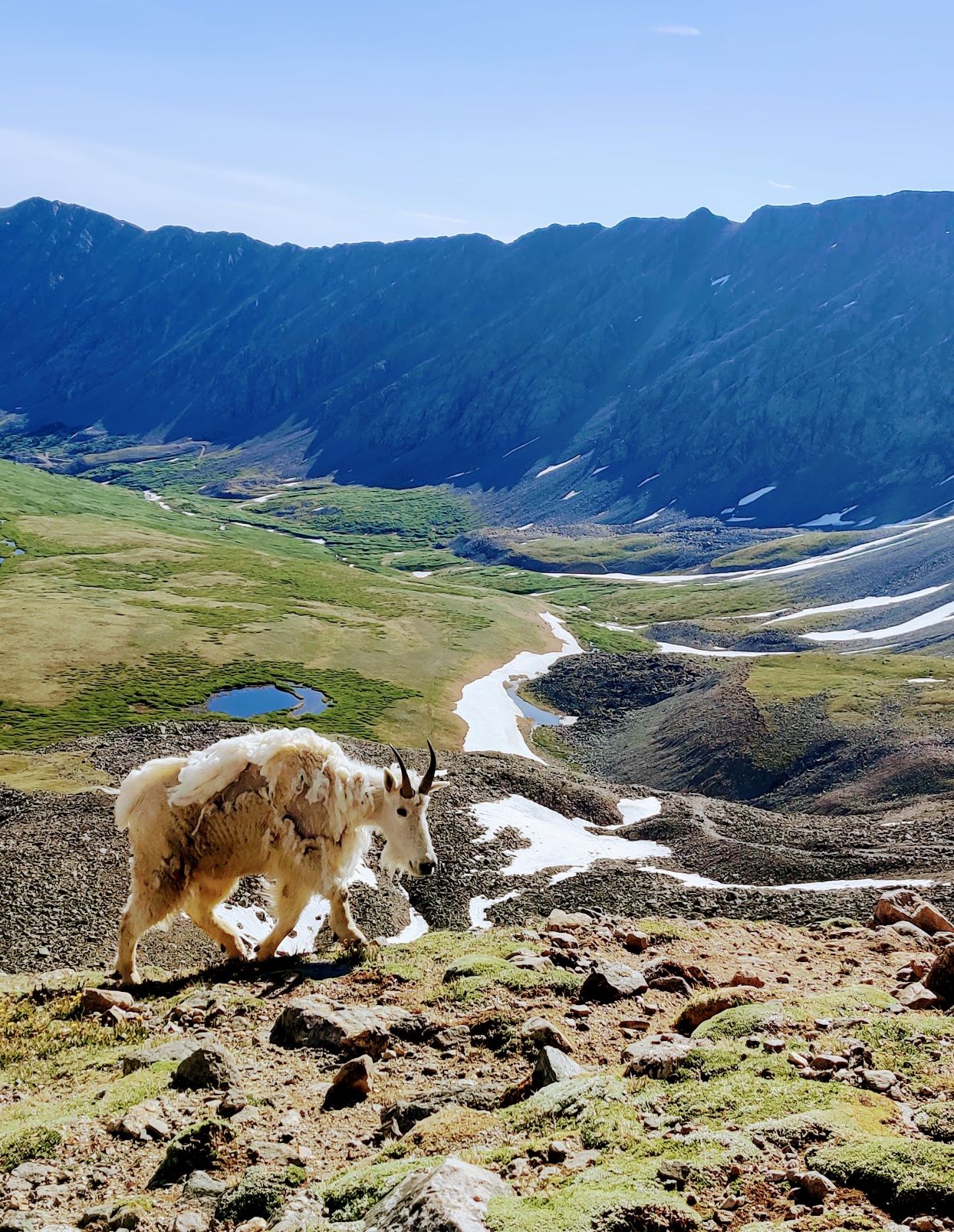 A mountain goat stands on a trail in Colorado with a mountain valley behind him