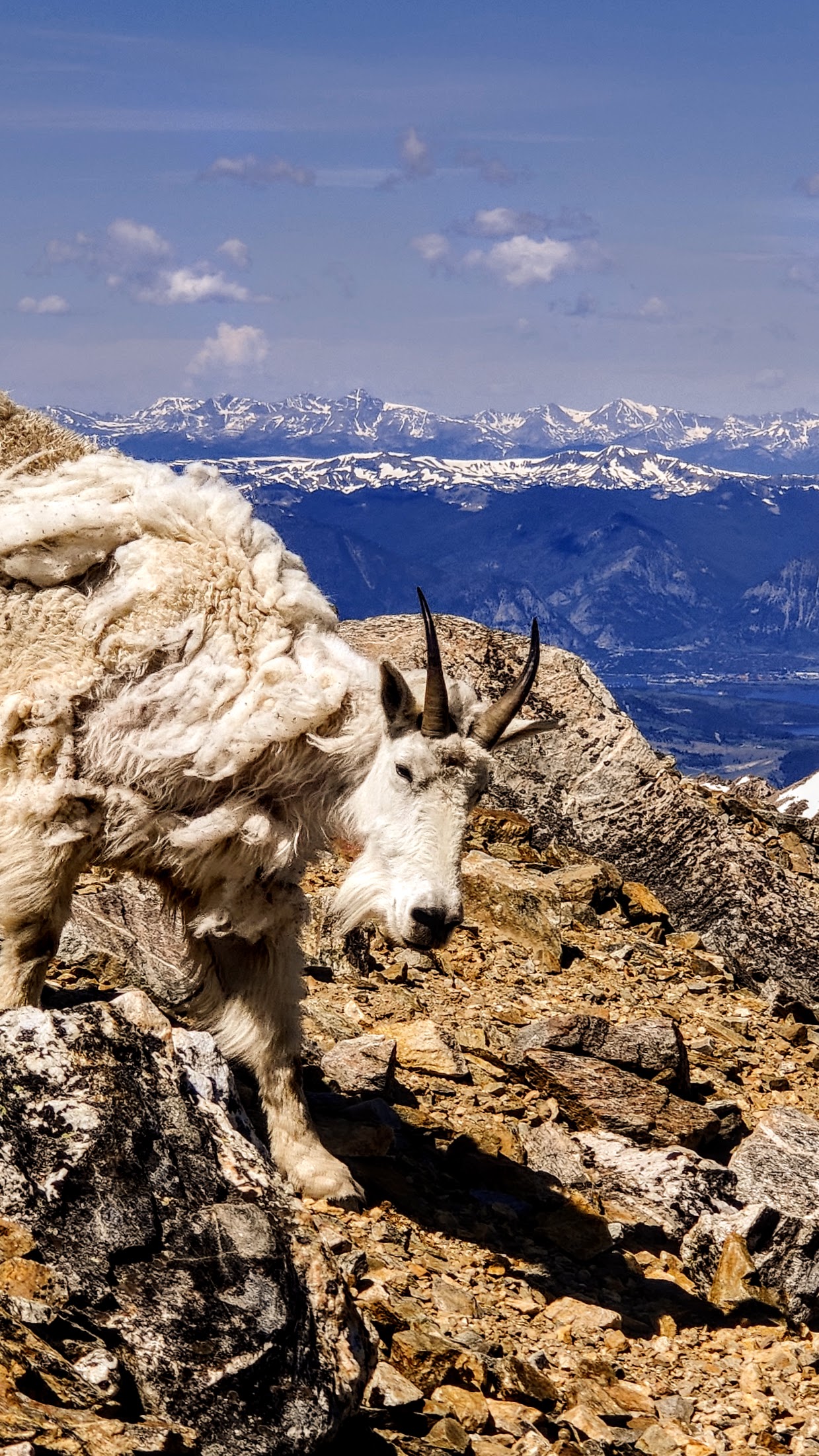 mountain goat, colorado, lorax