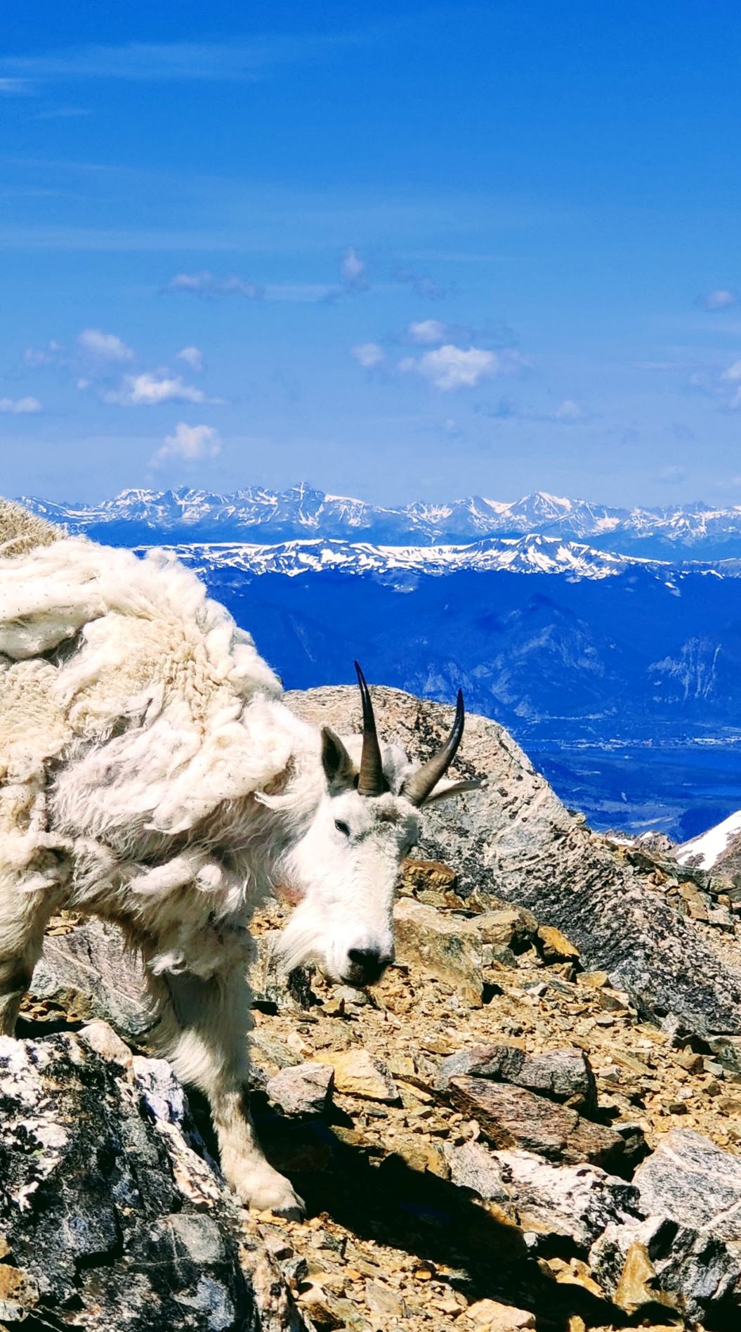 A close up image of a mountain goat posing on a trail in Colorado as snow-capped peaks rise behind him dozens of miles in the distance