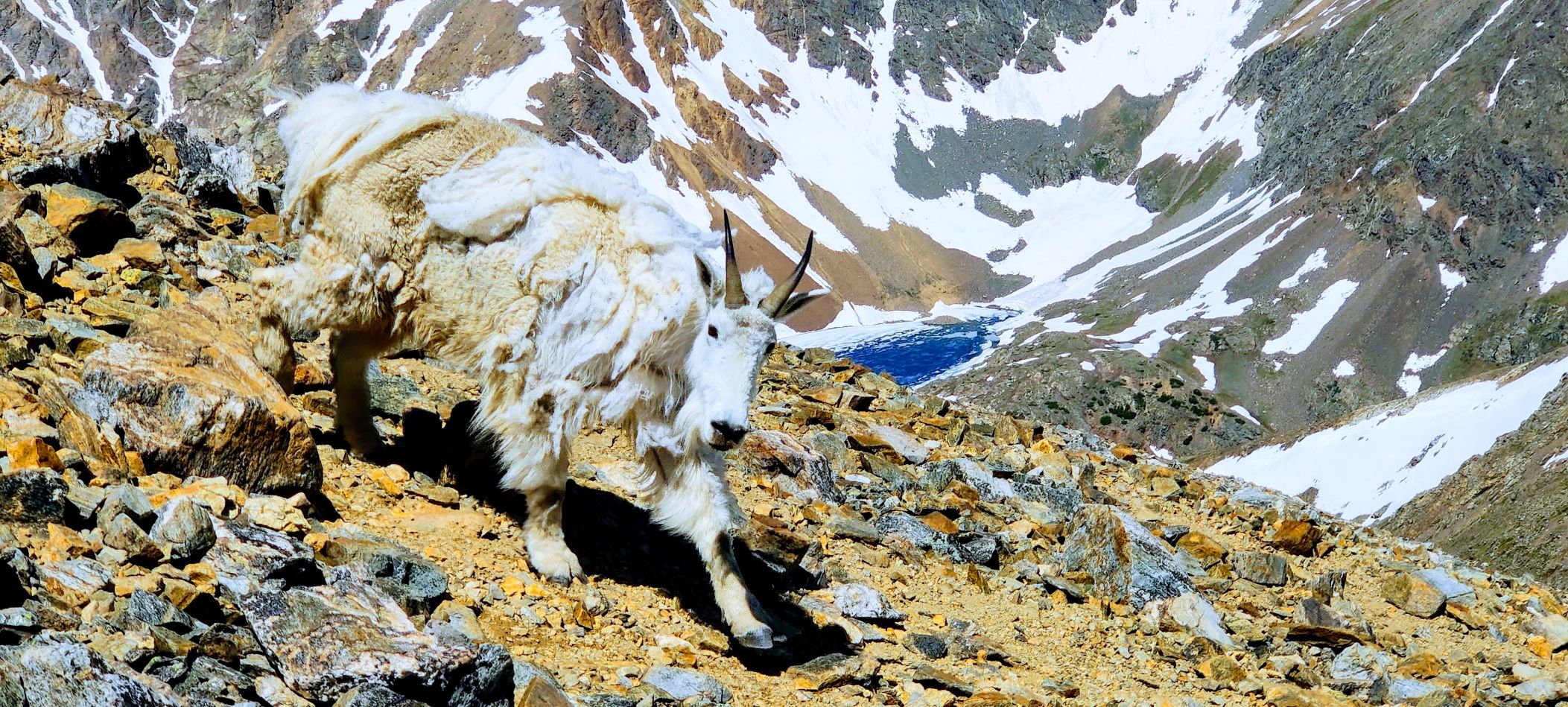 A close up image of a mountain goat posing on a trail in Colorado as a snow-capped mountain valley with a lake appears behind him in the distance