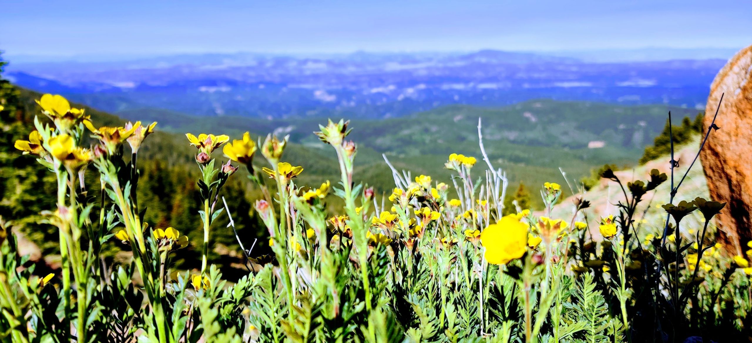 yellow wildflowers bloom high above a mountain valley in the distance