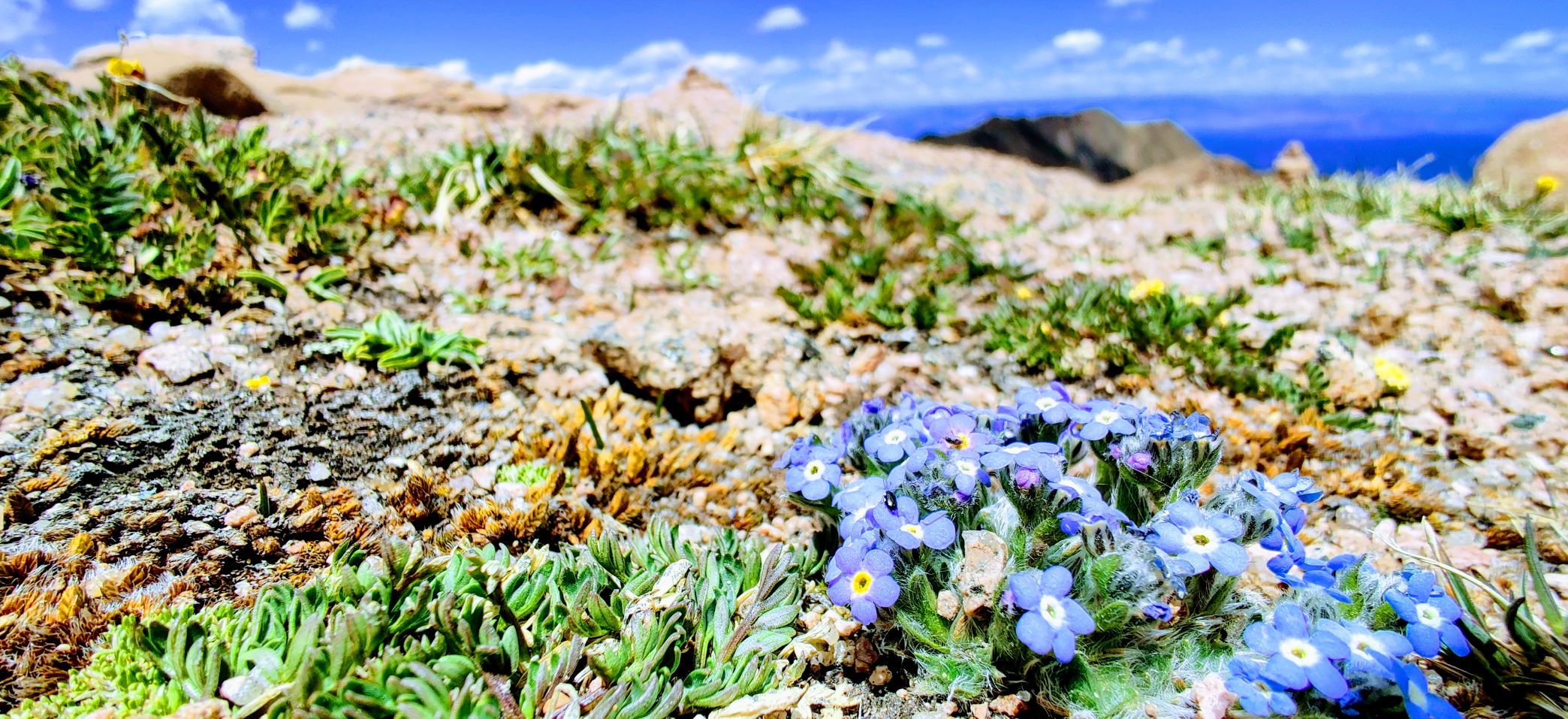 small, blue wildflowers bloom high above a mountain valley in the distance