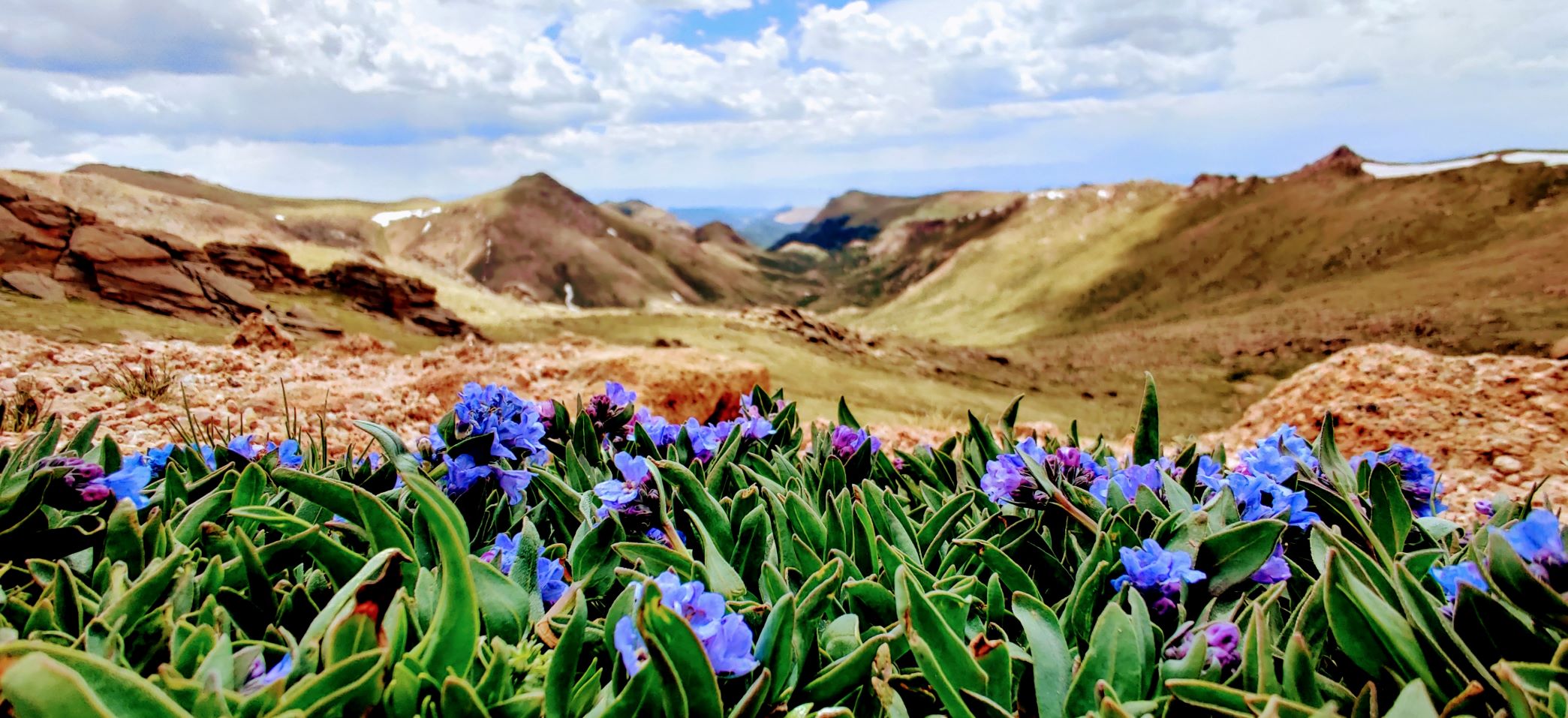 small, blue wildflowers bloom high above a mountain valley in the distance