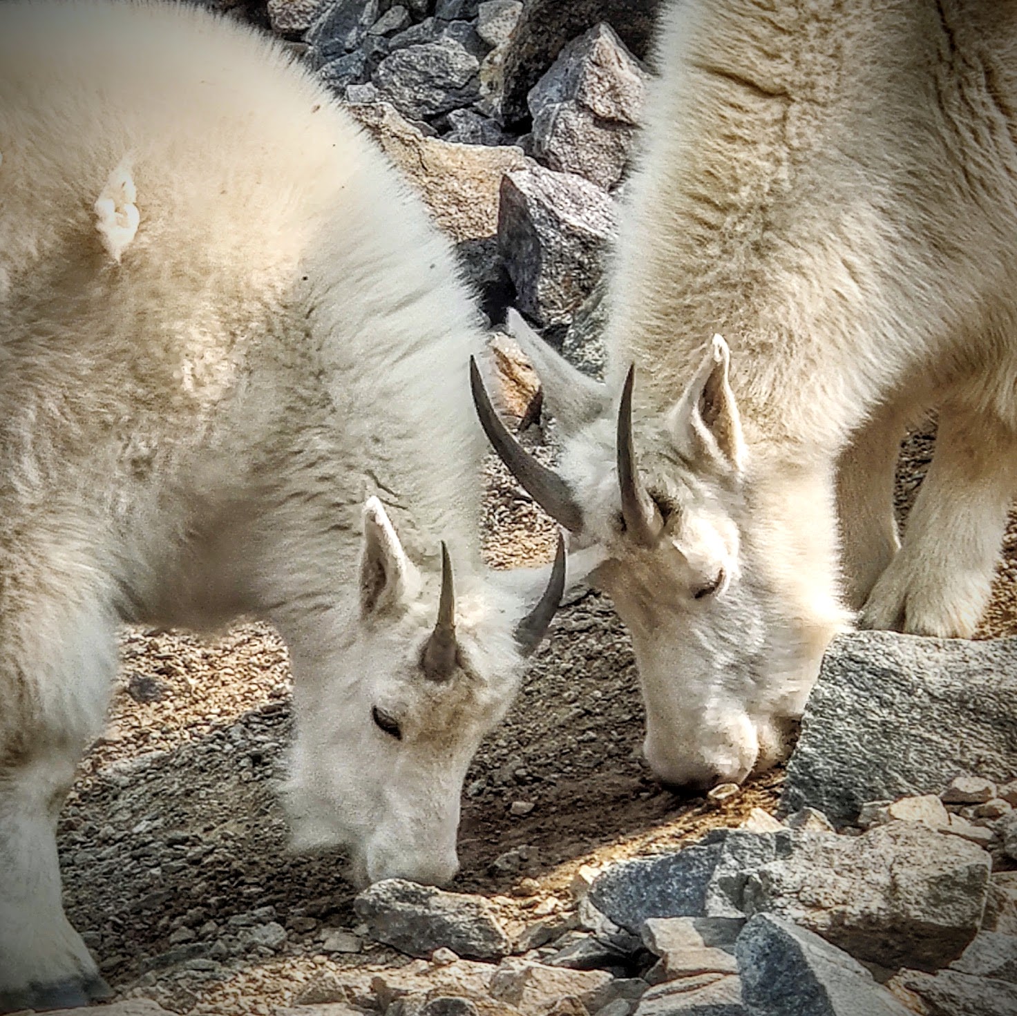 mountain goats, goats, mountains, colorado, grazing, white, fur, horns, rocks, close up