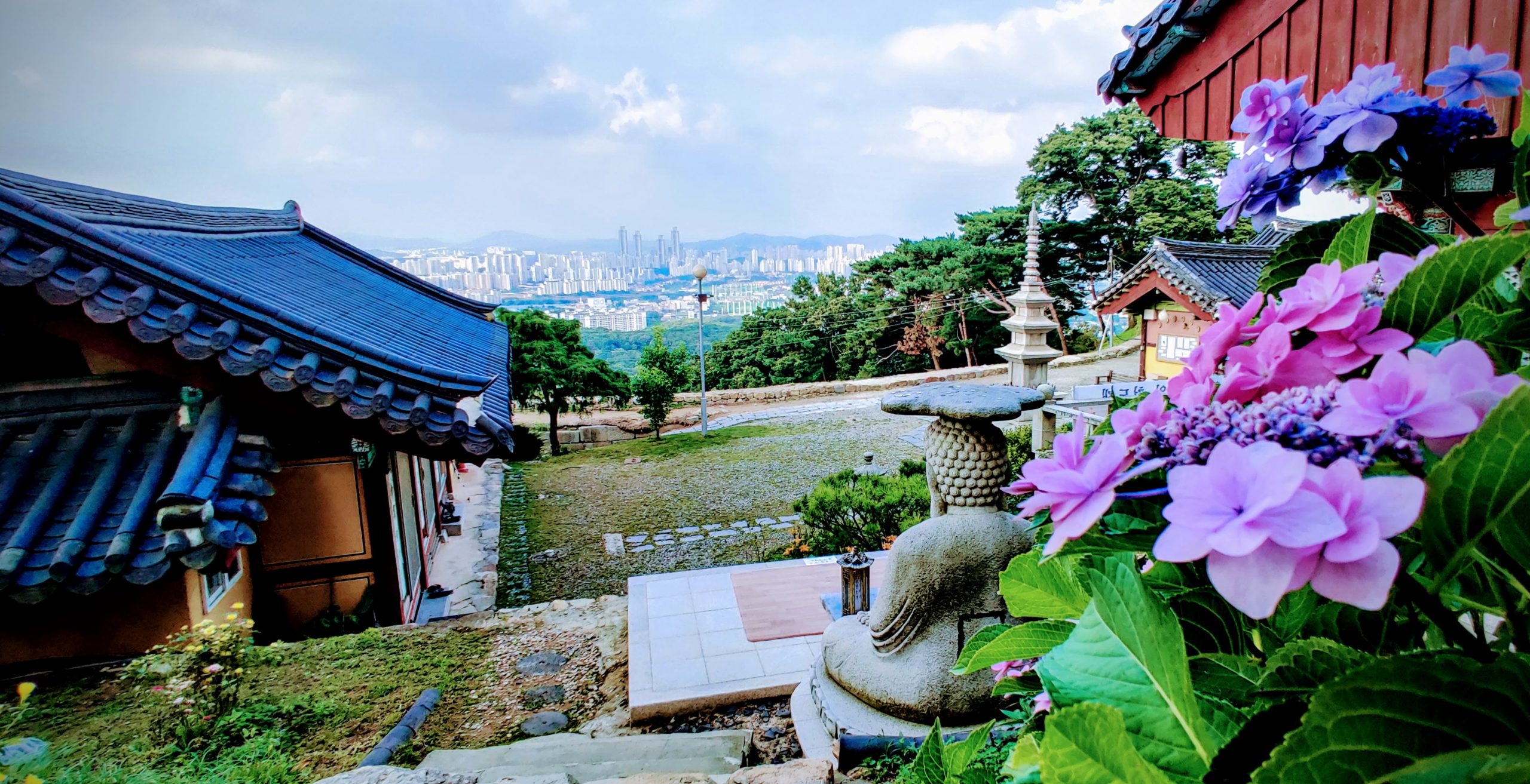 purple flowers in a buddhist temple in south korea overlooking a cityscape in osan