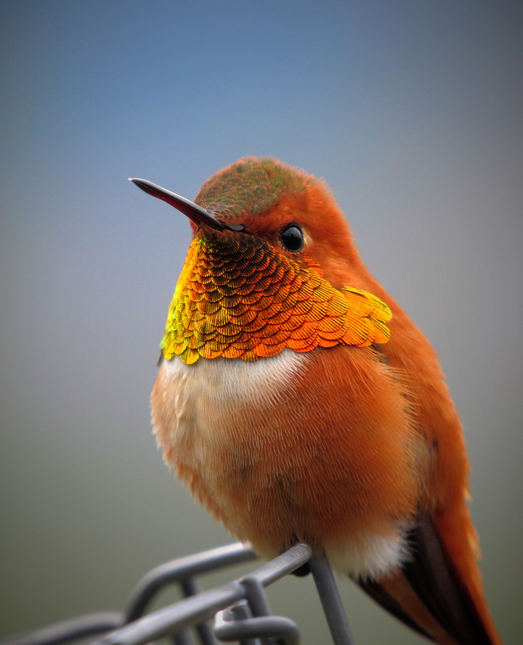 hummingbird, bird, animal-5111260.jpg