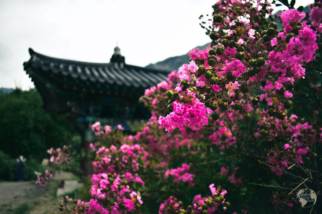 small, purple flowers explode with color set in front of a buddhist temple in south korea