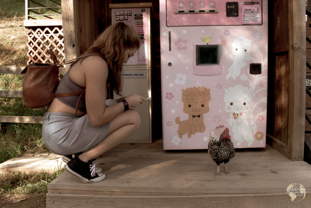 a woman kneeling next to a brightly colored chicken