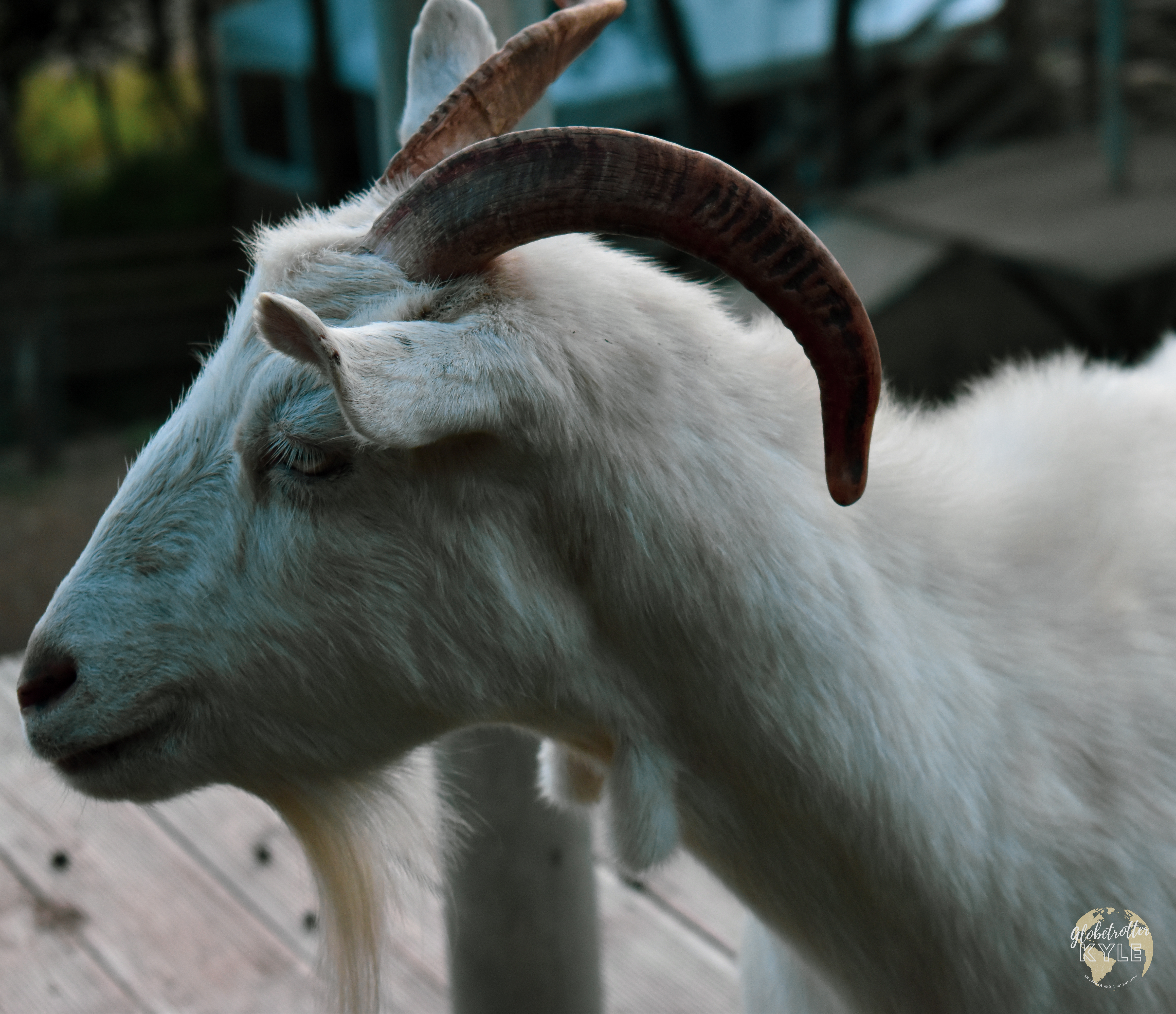 a profile image of a goat head