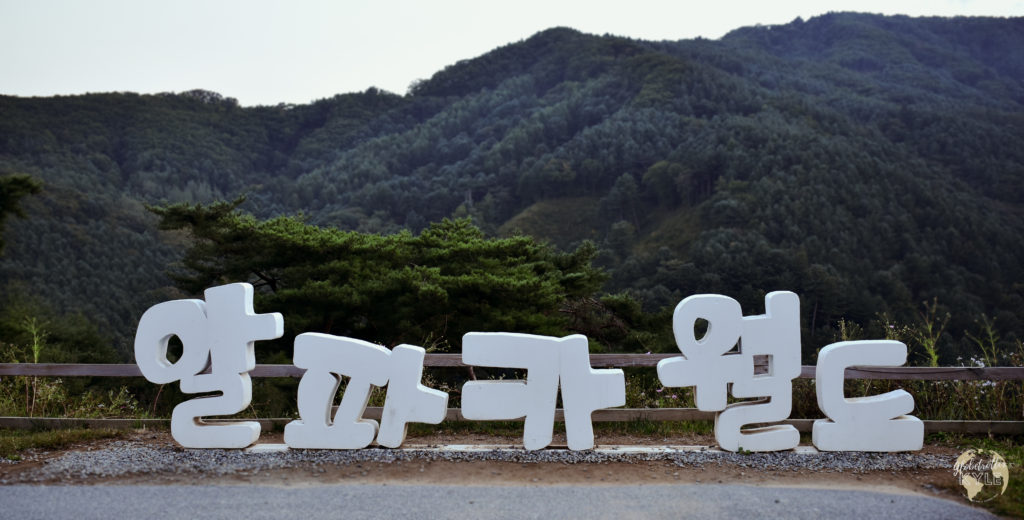 Korean text reading Alpaca World in a forested valley