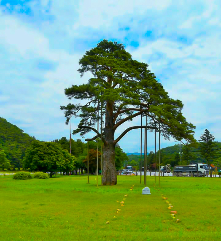 an ancient pine tree over 600 years old in the forest of south korea