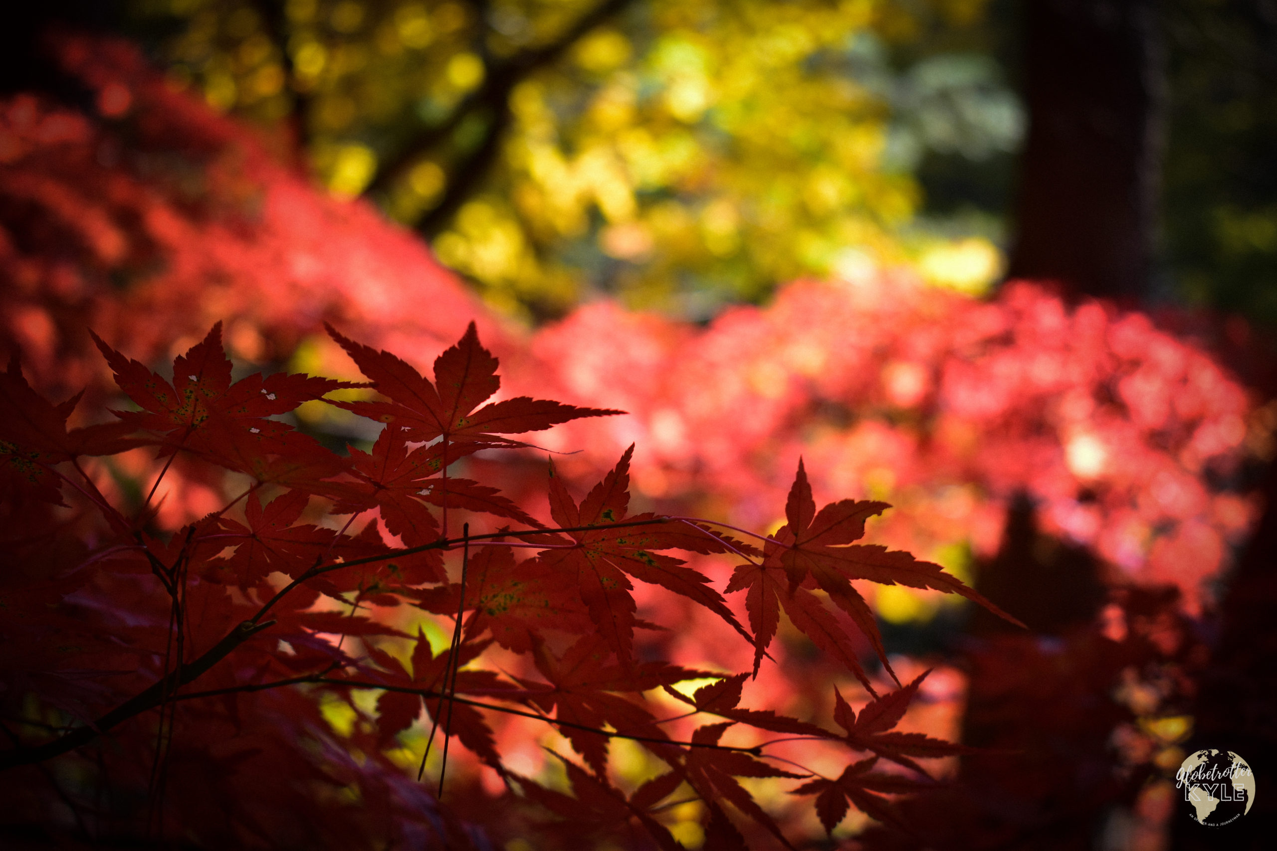 bright red maple leaves with pink and yellow trees blurred in the background