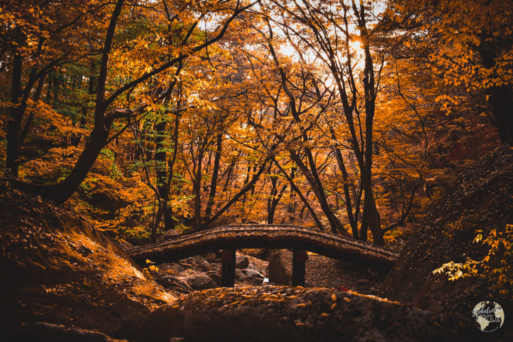 a bridge covered in fallen yellow and red leaves crosses over a river and is highlighted by sun shining through yellow and red trees during the korean fall/autumn