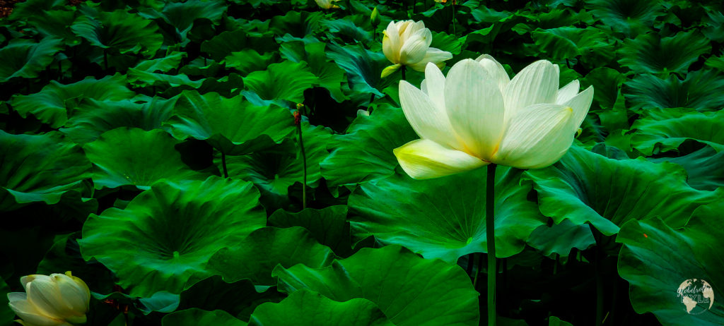 a water lily in full bloom surrounded by large green leaves