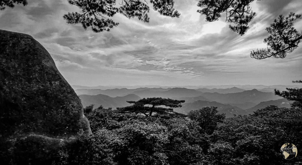 a black and white photo of a single pine tree rising above other trees in the mountains of south korea