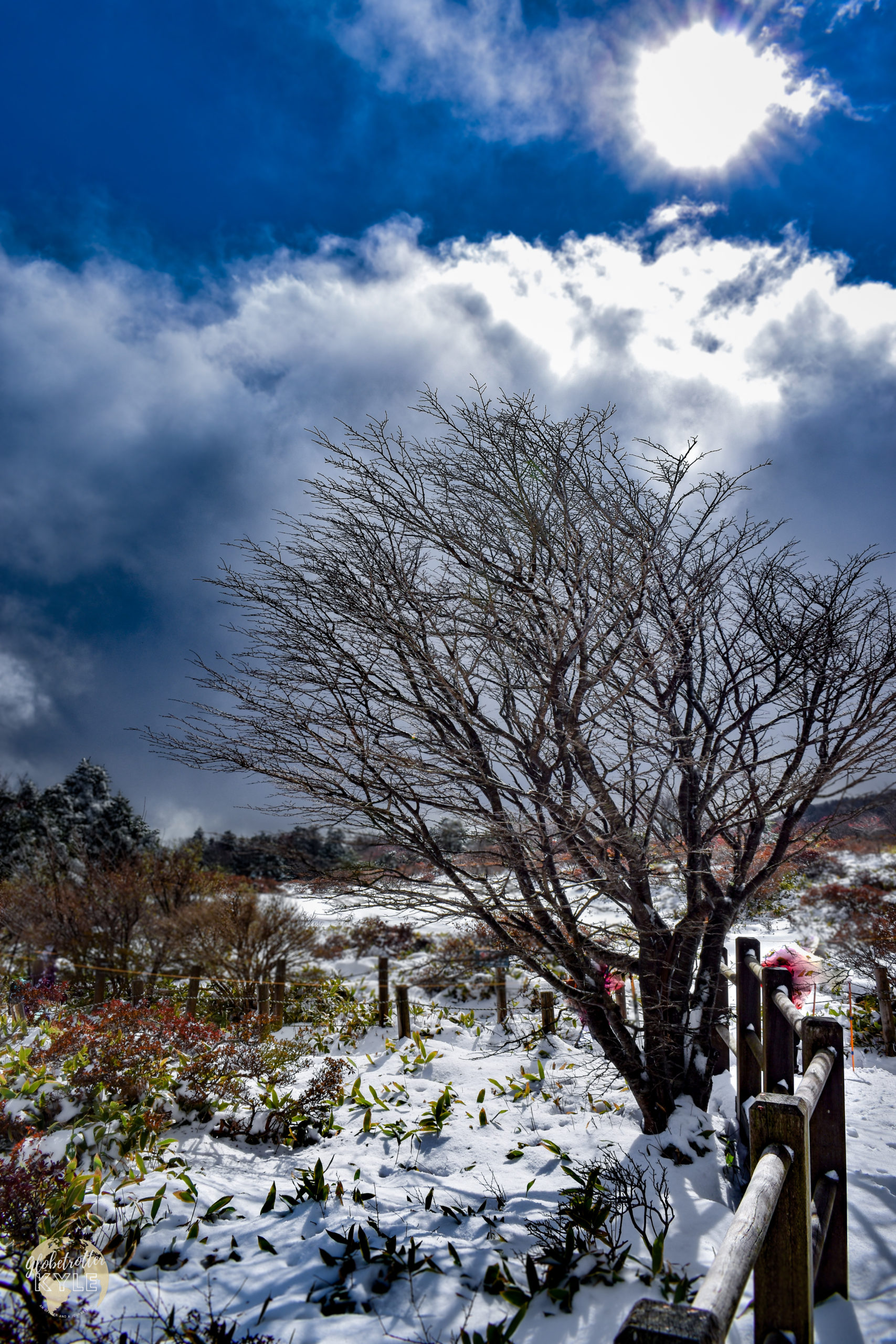 a baron tree stands solo near a wooden fence with snow covering the ground at the Jindalaebat shelter on Mt Hallasan in Jeju South Korea