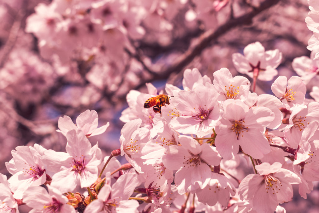 a bee flying to a pink cherry blossom