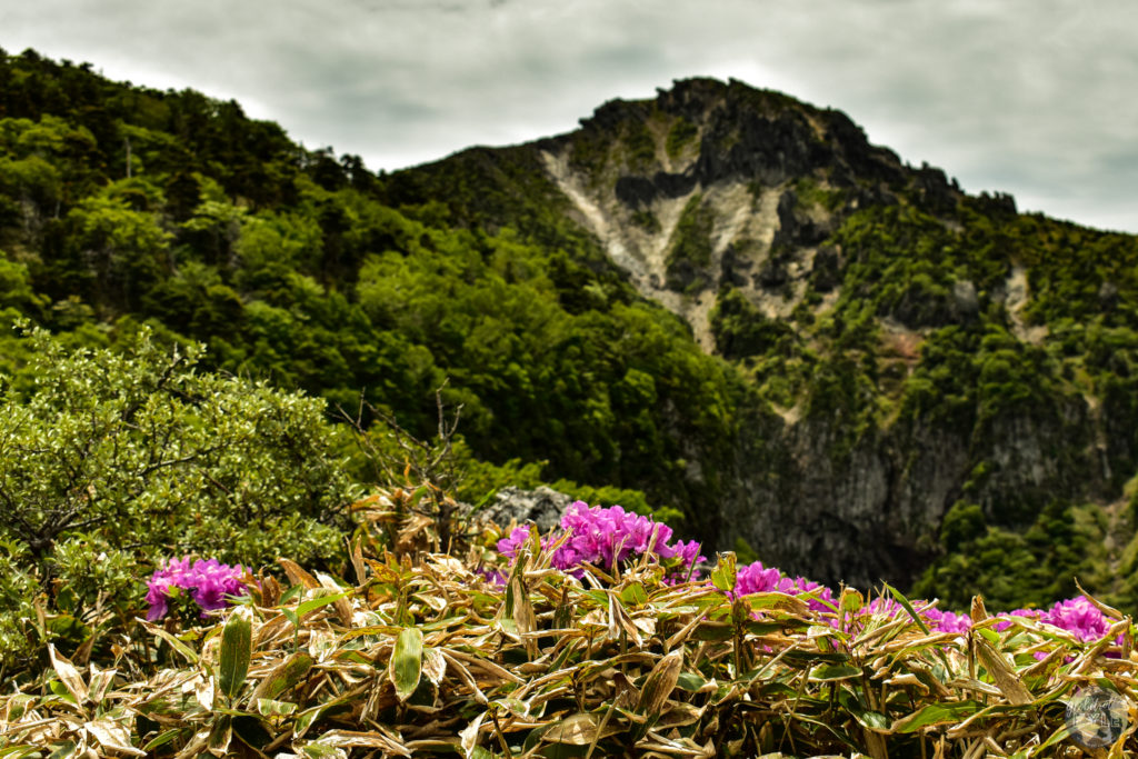 purple flowers set before a rocky mountain 