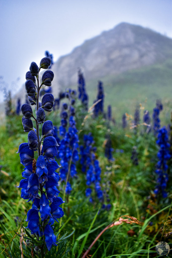 A close up of a blue flower 