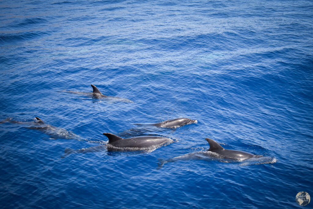 A group of dolphins swimming in the water