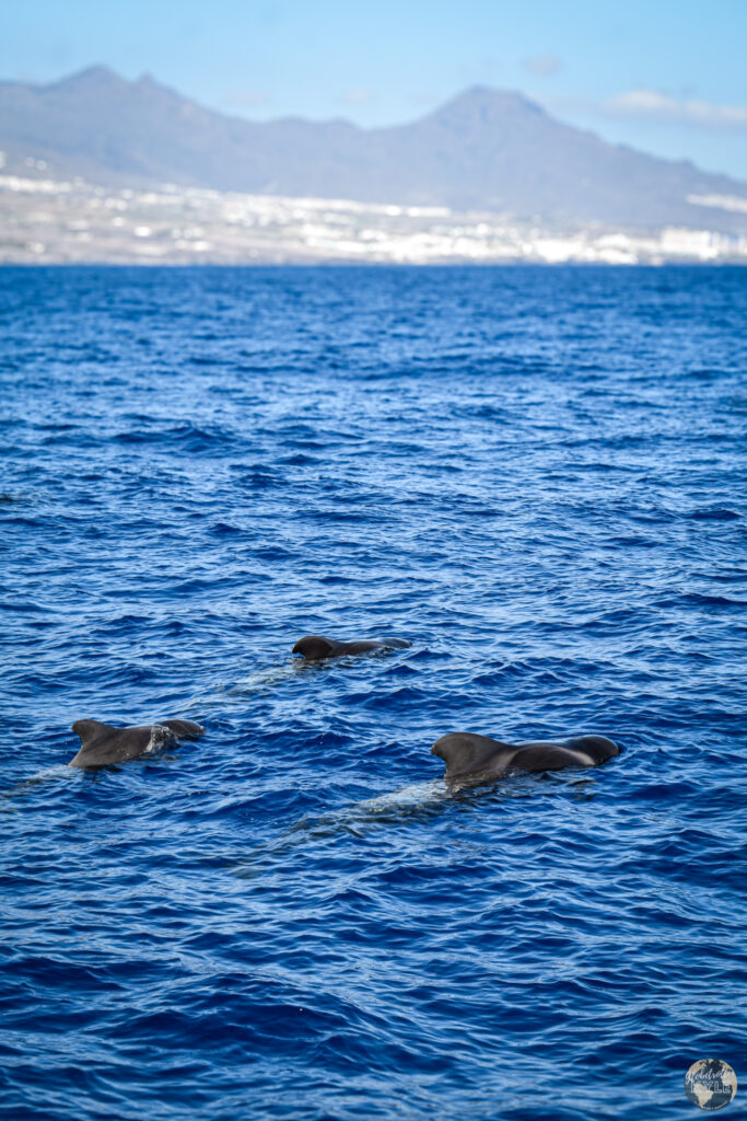 Dolphins swimming in the water