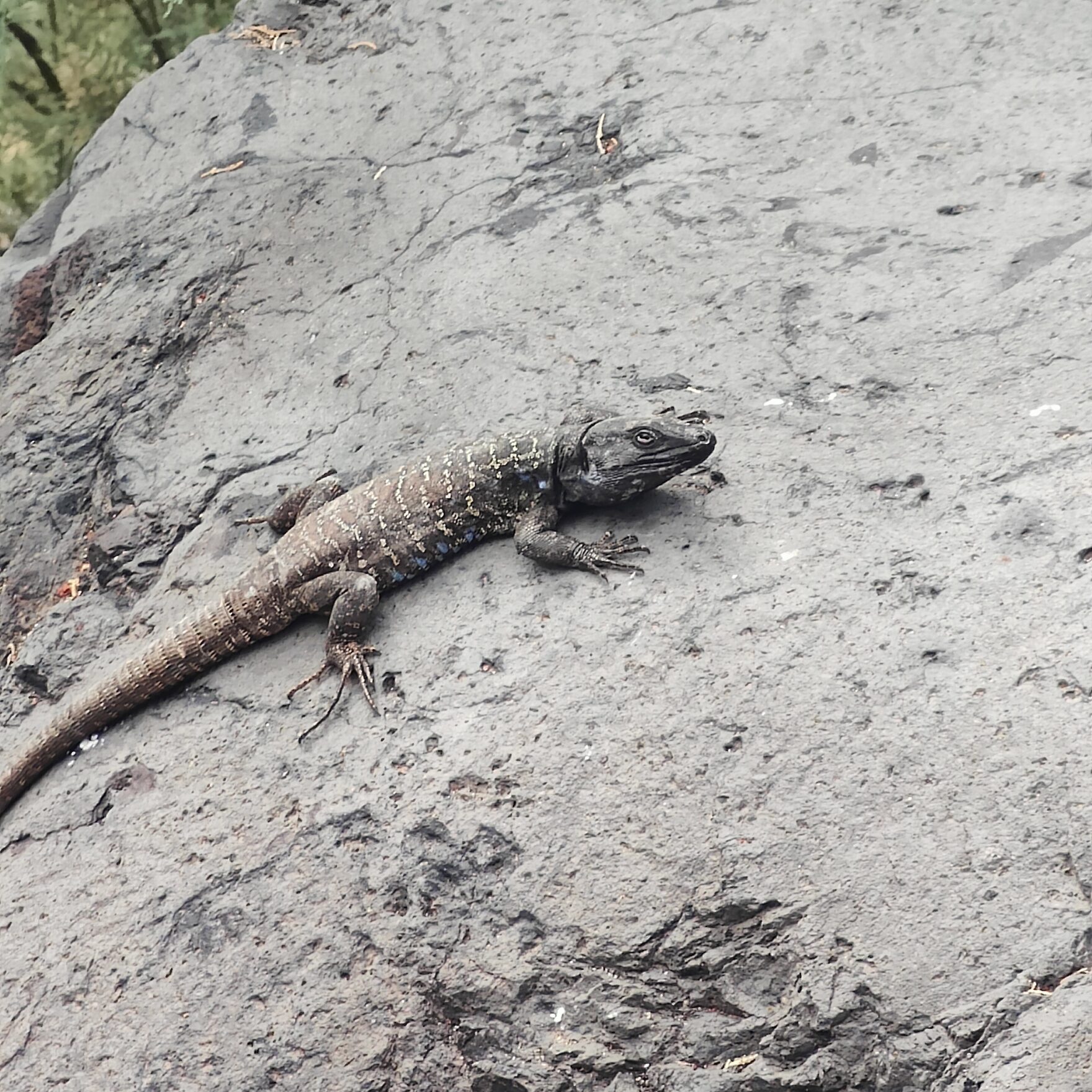 A Gallot's lizard on a rock