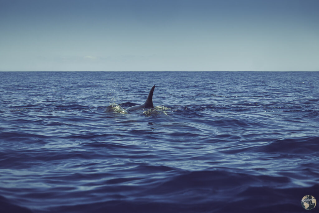 A whale fin in the water