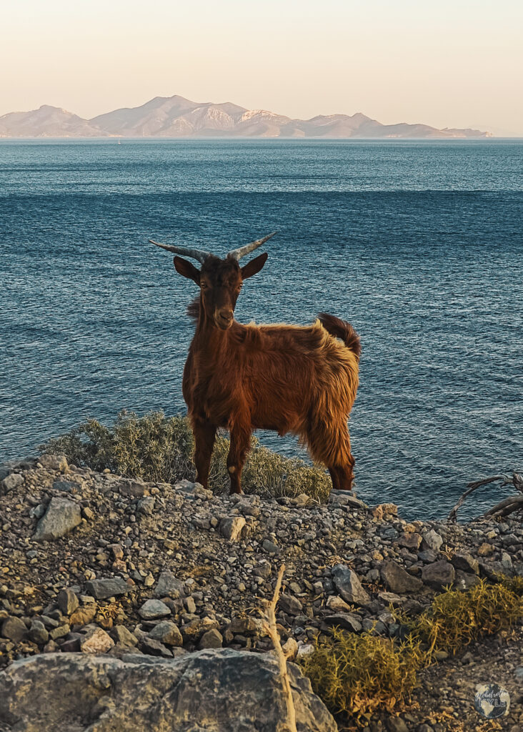 A goat with the ocean behind it as it scales the walls on the island of Kos Greece