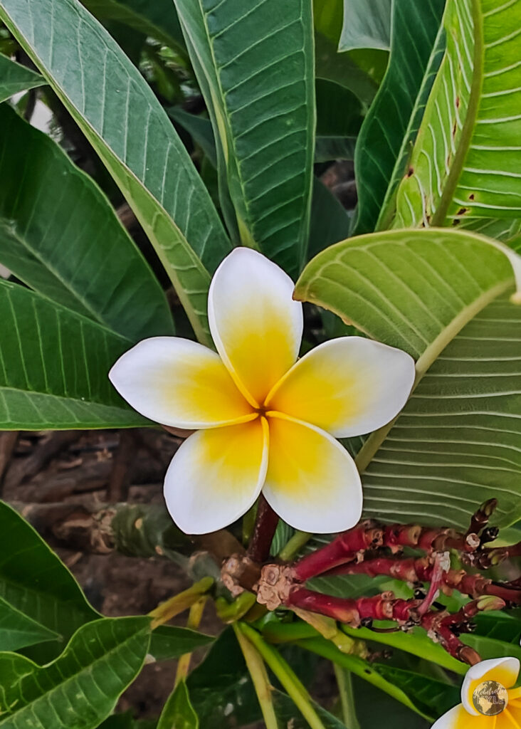 A close up photo of a plumeria on the island of Kos Greece 