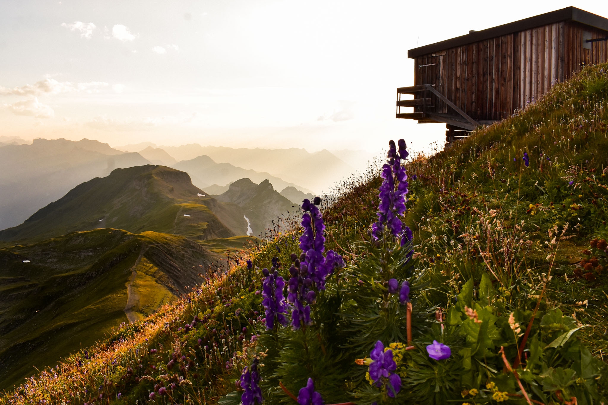 Flowers glow along a hillside as seen from Berghotel Faulhorn in the Swiss alps as the sun sets in the distance, silhouetting a rocky skyline. 