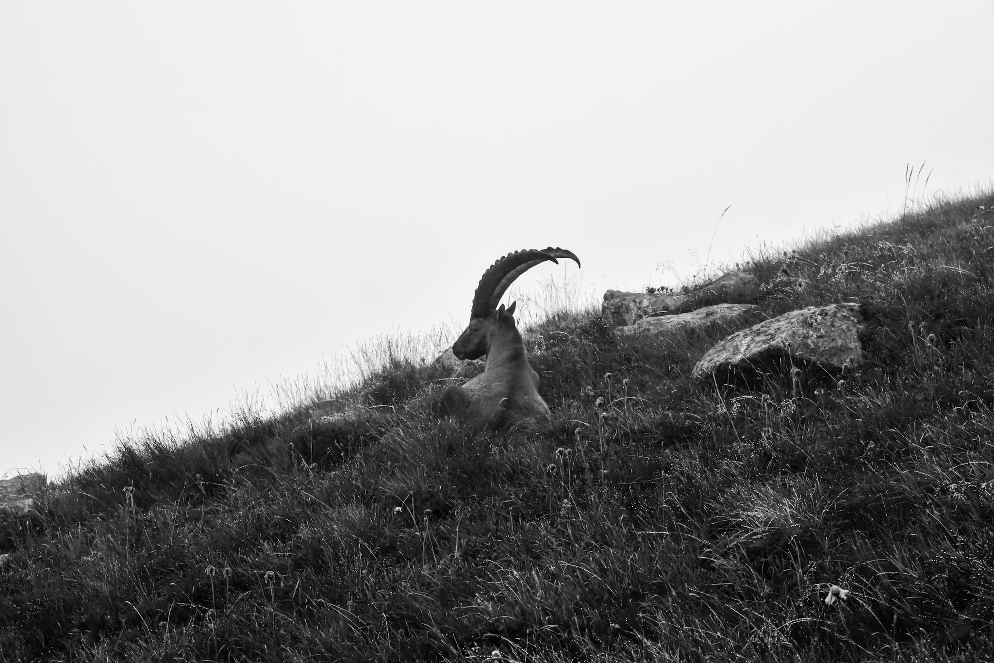 an ibex rests on a mountain side in the swiss alps