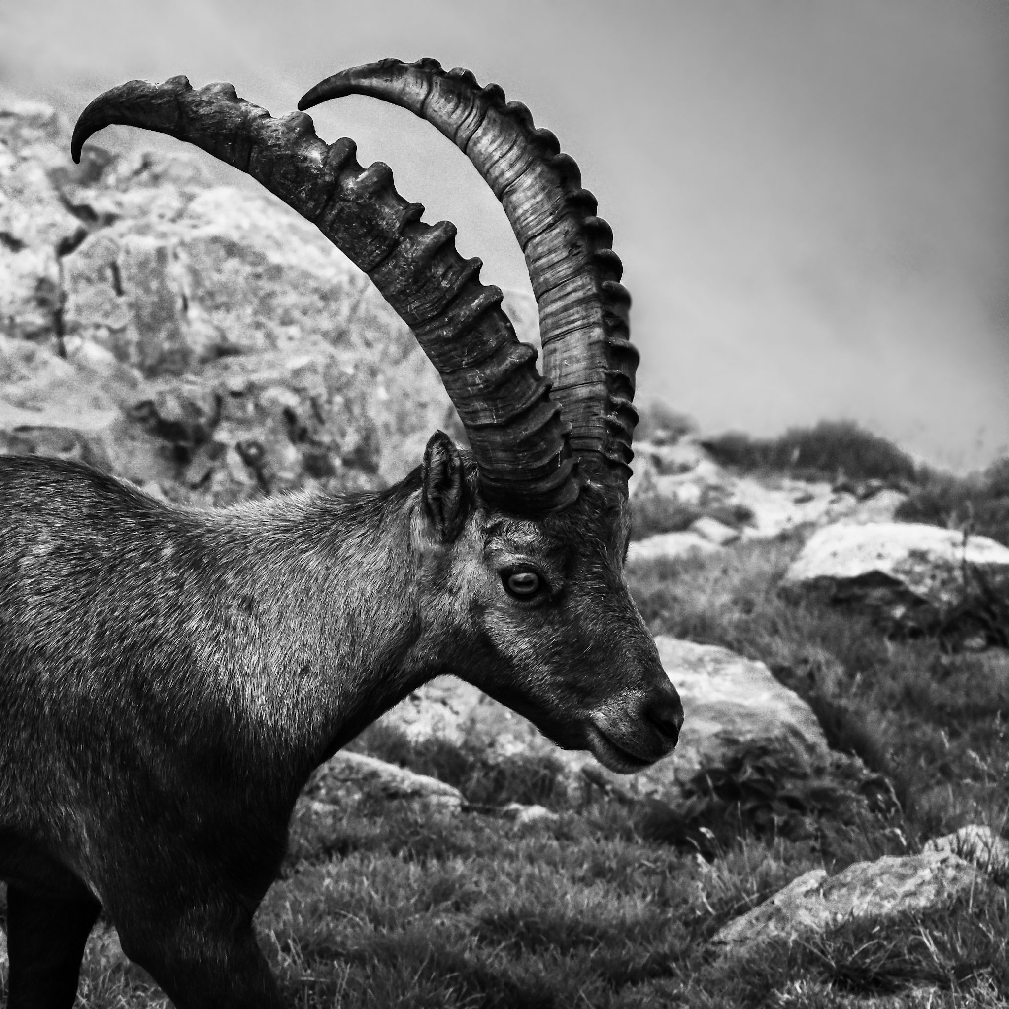 an up close image of an Ibex in the Swiss Mountains