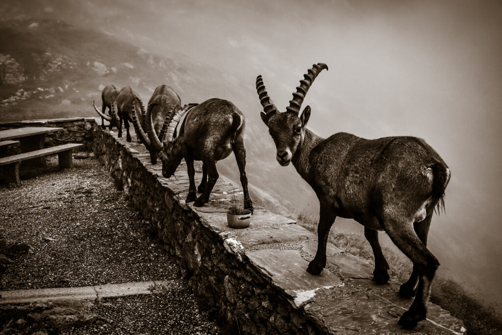 Many ibex stand on a ledge at the Glecksteinhütte in the Swiss Alps