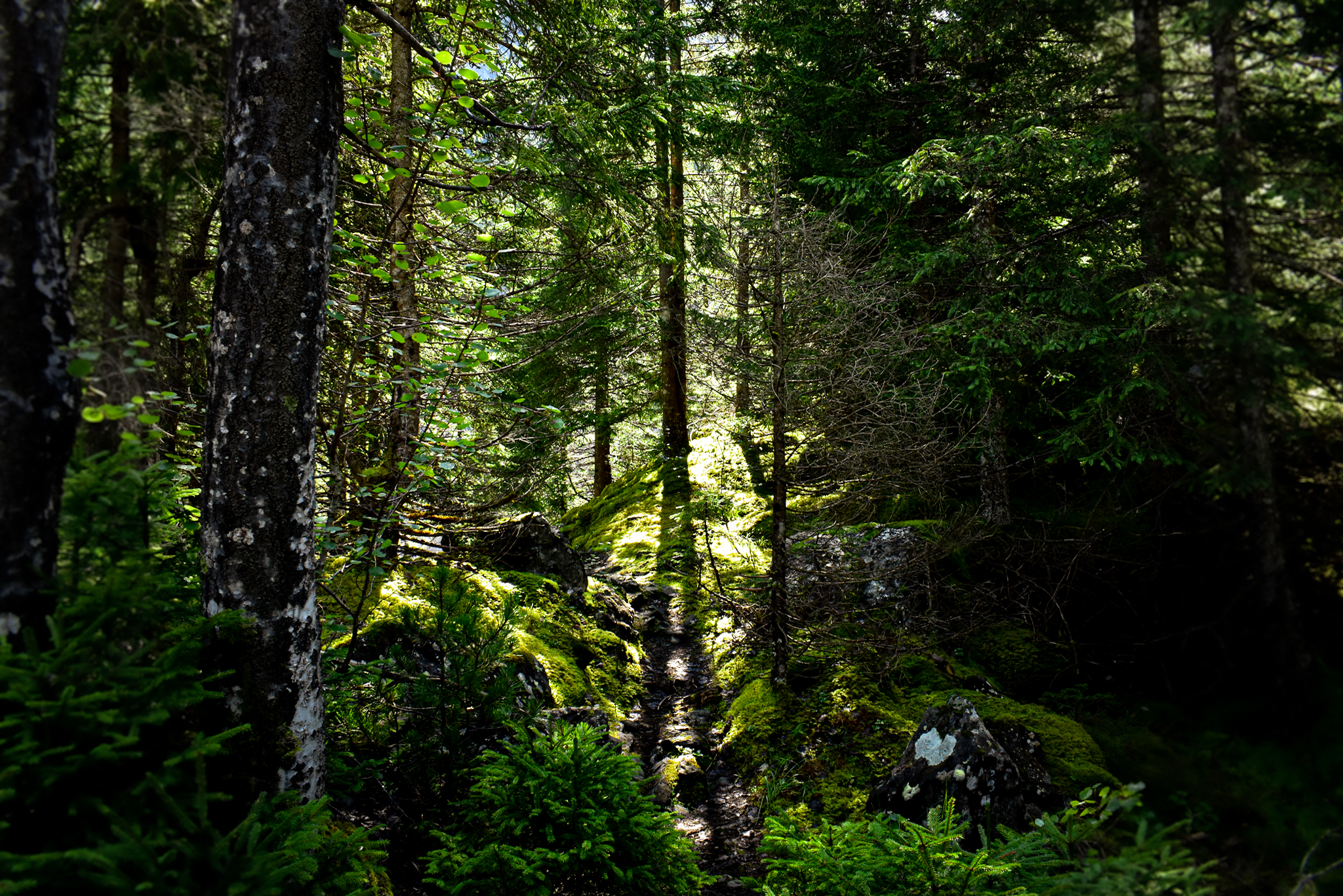 a green forest near Glacier Canyon in the Jungfrau region of switzerland