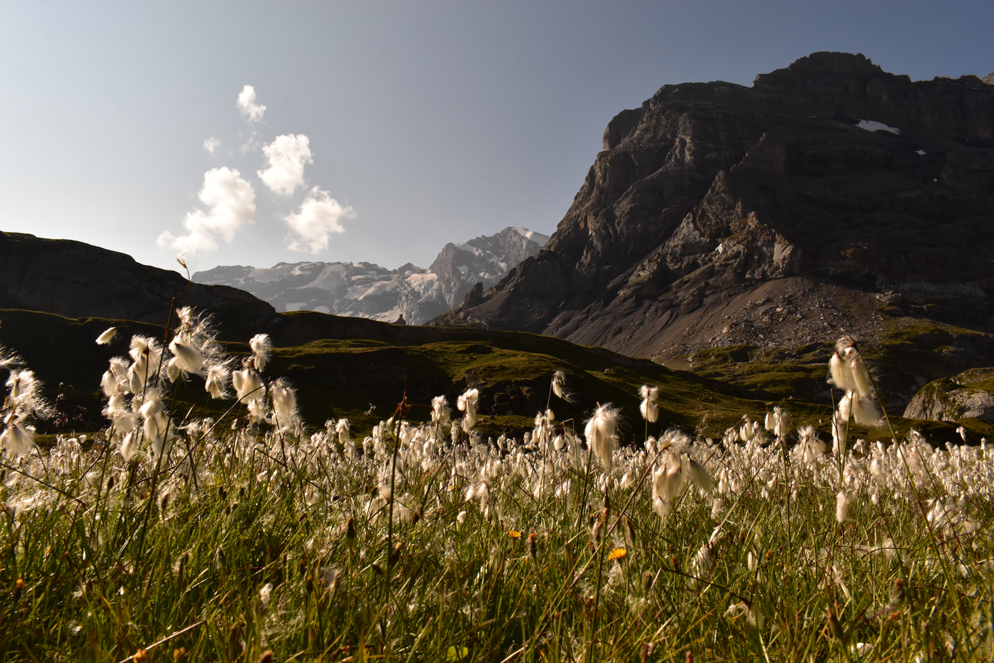 flowers bloom in a high alpine valley in Switzerland as a large mountain appears in the background