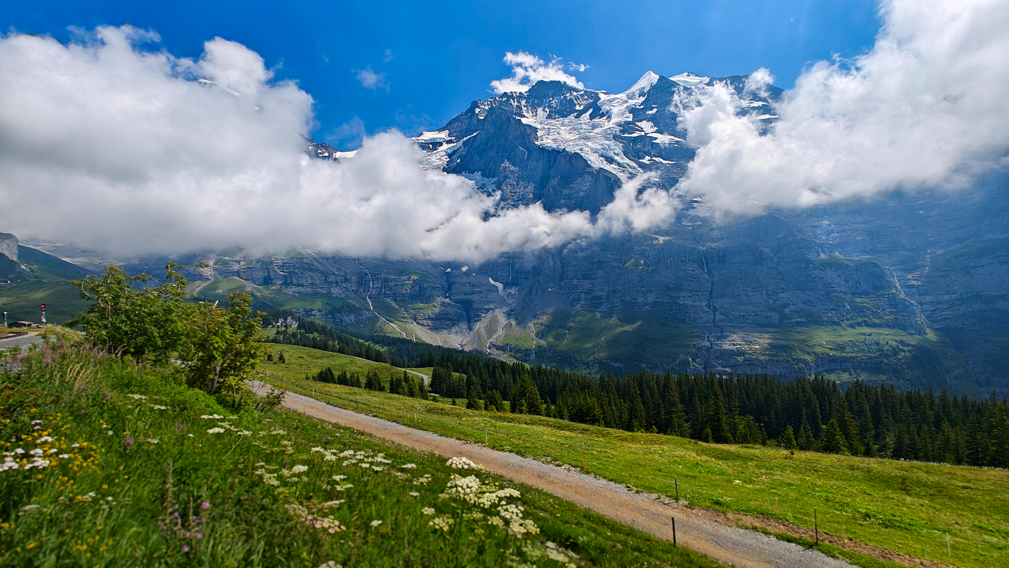 Jungfrau mountain, the highest mountain in Europe, appears between clouds as flowers appear in the foreground