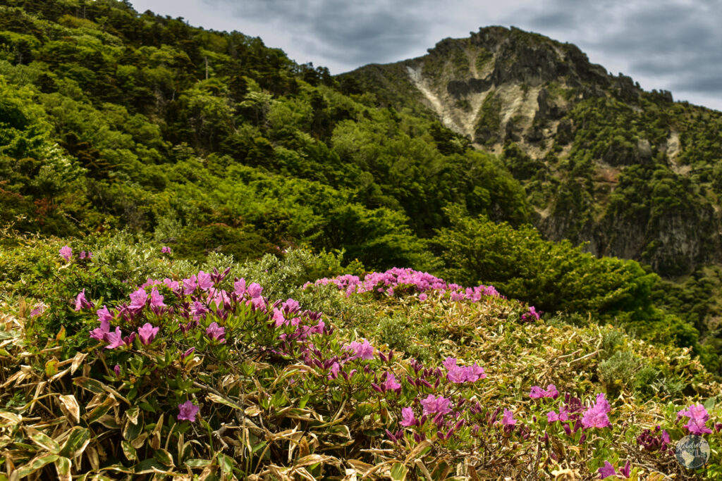 Flowers on the side of Mt Hallasan, one of the what to do items on Jeju in the summer